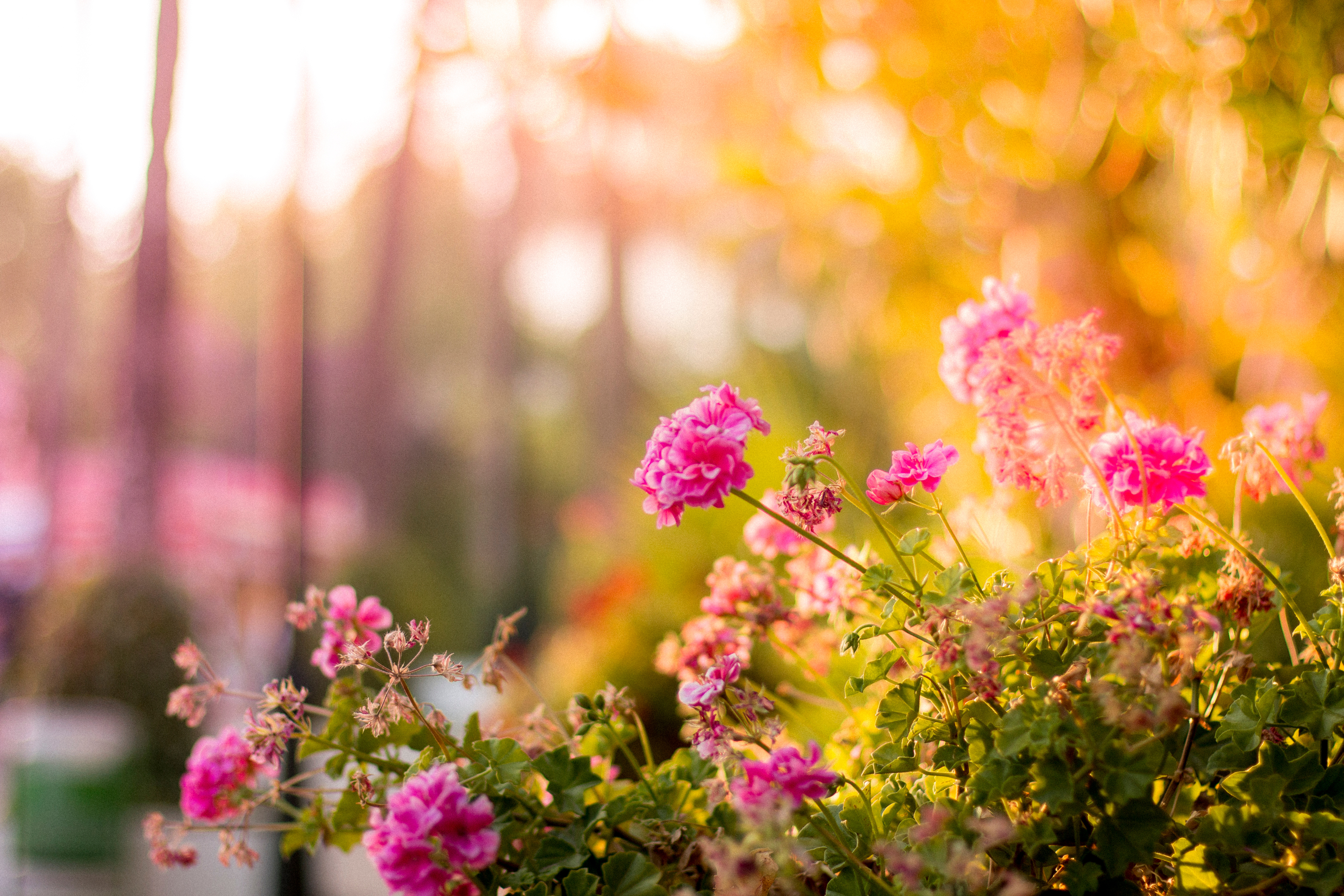 Selective Focus Photography of Pink Petaled Flowers